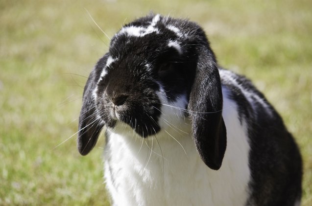 German Lop Rabbit Health, Temperament, Coat, Health and Care - PetGuide ...