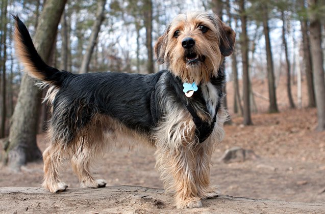 Beagle Mix Breeds: 18 Popular Beagle Mixes You Can Adopt Today 5 Borkie