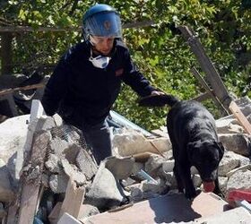 Search and Rescue Dogs Saving Lives After Earthquake in Italy