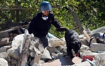 Search and Rescue Dogs Saving Lives After Earthquake in Italy