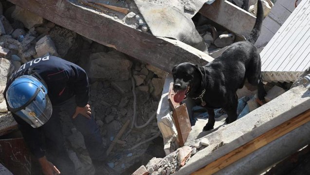 search and rescue dogs saving lives after earthquake in italy