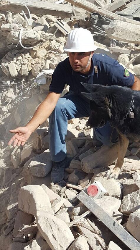 search and rescue dogs saving lives after earthquake in italy