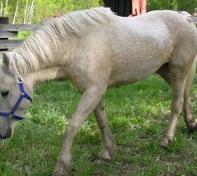 curly horse