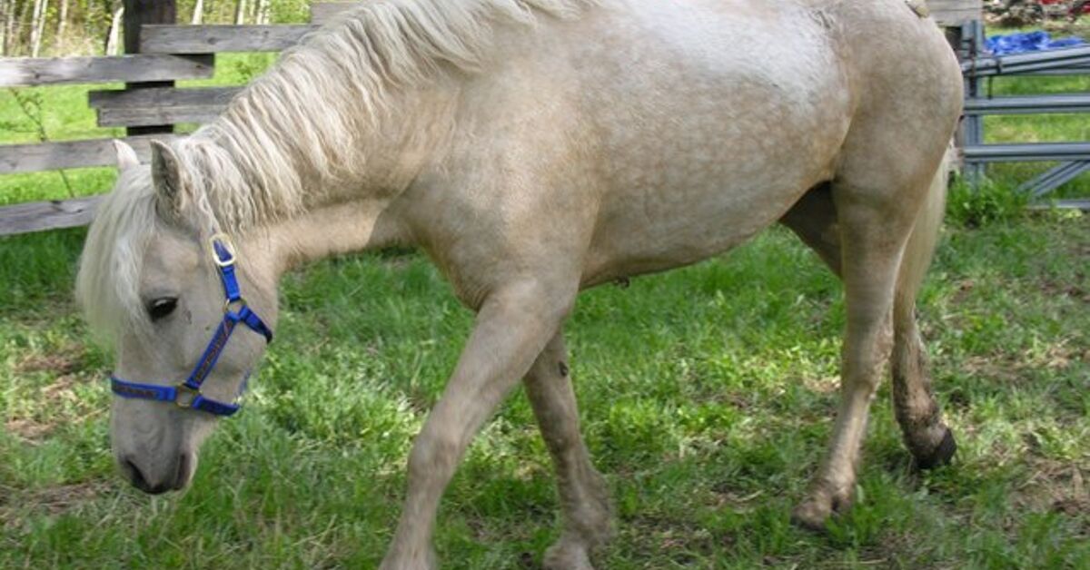 Curly Horse Breed Information and Pictures - PetGuide | PetGuide