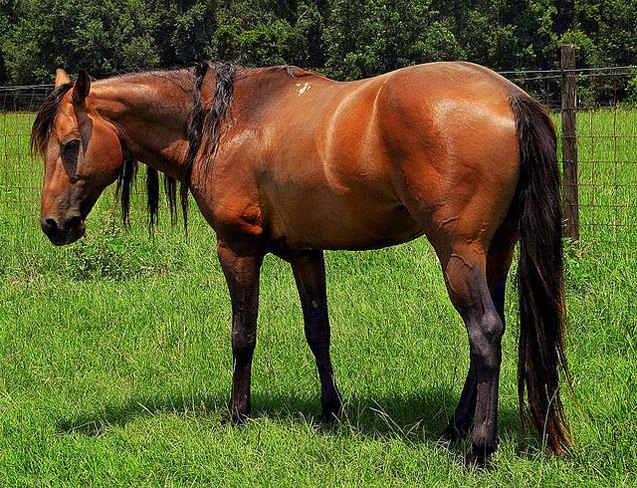 florida cracker horse