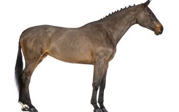 Belgian Warmblood Horse