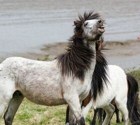 dartmoor pony