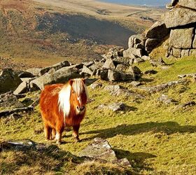 Dartmoor Ear Studs