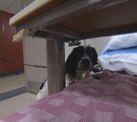 Super Dog Sniffs Out  Superbugs at  Vancouver Hospital
