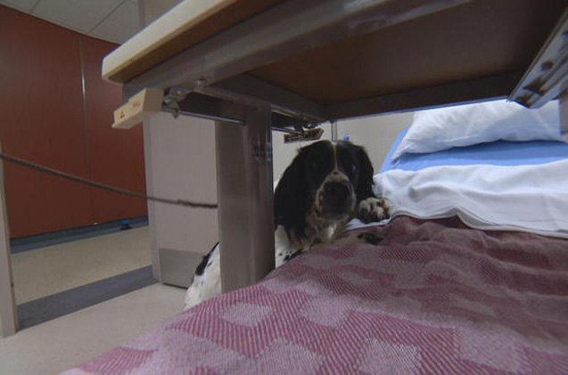 super dog sniffs out superbugs at vancouver hospital
