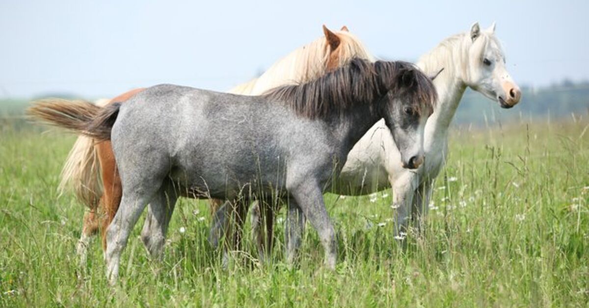 Welsh Pony Breed Information and Pictures - PetGuide | PetGuide