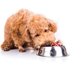5 Benefits of Feeding Your Dog a Raw Diet