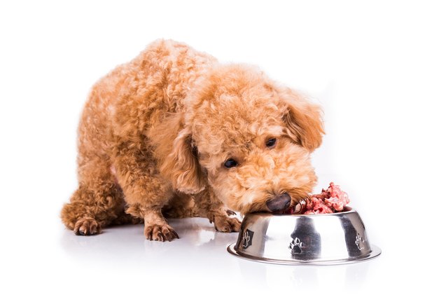5 benefits of feeding your dog a raw diet