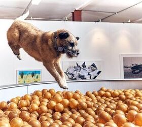 New Art Exhibit Designed Just for Artsy-Fartsy Dogs