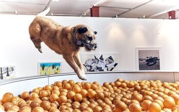 New Art Exhibit Designed Just for Artsy-Fartsy Dogs