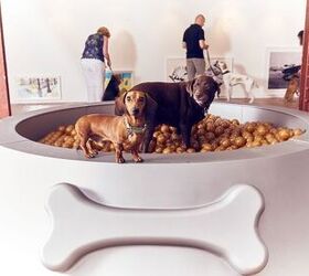 new art exhibit designed just for artsy fartsy dogs