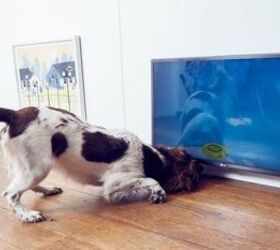 new art exhibit designed just for artsy fartsy dogs