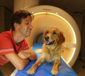 Do Dogs Really Understand What We Say