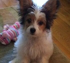 Papillon sales yorkie dog