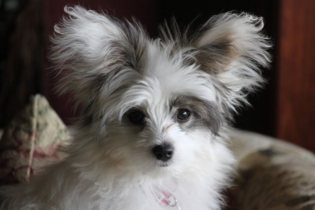 Papillon Mix Rabbit Papillon Mix Dog Breeds