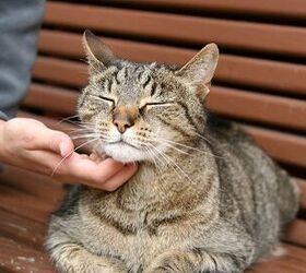 6 Easy Ways to Make Your Cat Happy