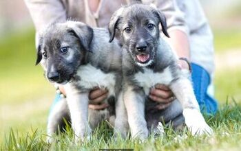First-Ever Identical Twin Pups Born to Irish Wolfhound