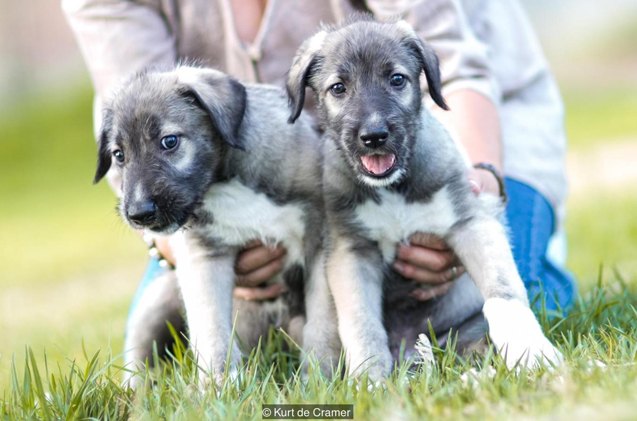 first ever identical twin pups born to irish wolfhound