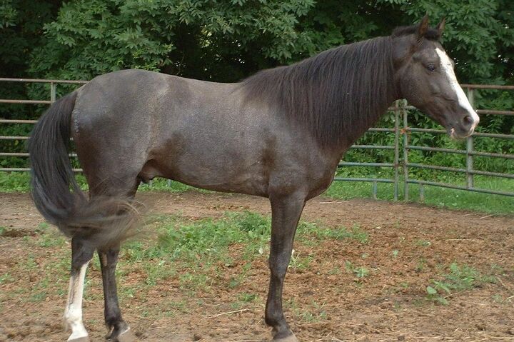 Small Racking Horses Racking Horse Information and Pictures - PetGuide | PetGuide