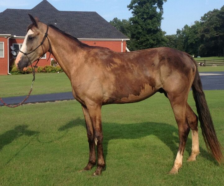 Small Racking Horses Racking Horse Information and Pictures - PetGuide | PetGuide