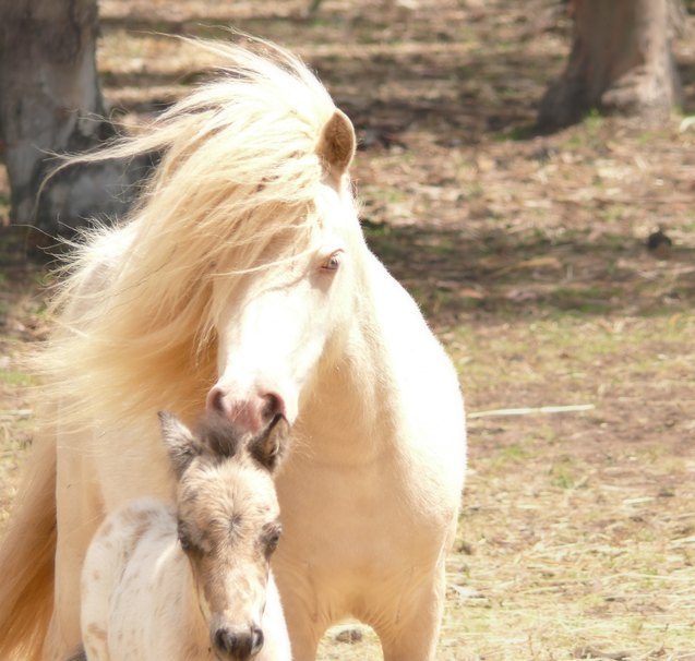 australian pony