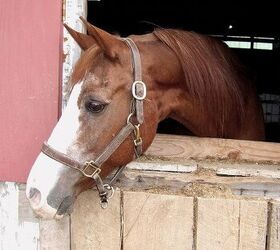 Horse cone outlet of shame