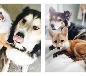 Real Life Fox and Hound Are the Cutest Ever