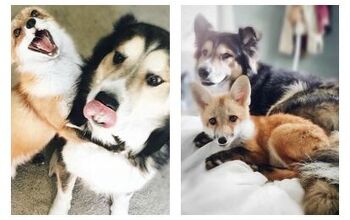 Real Life Fox and Hound Are the Cutest Ever