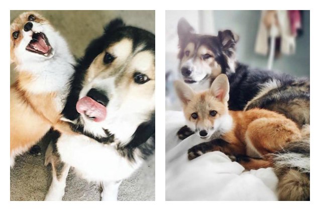 real life fox and hound are the cutest ever