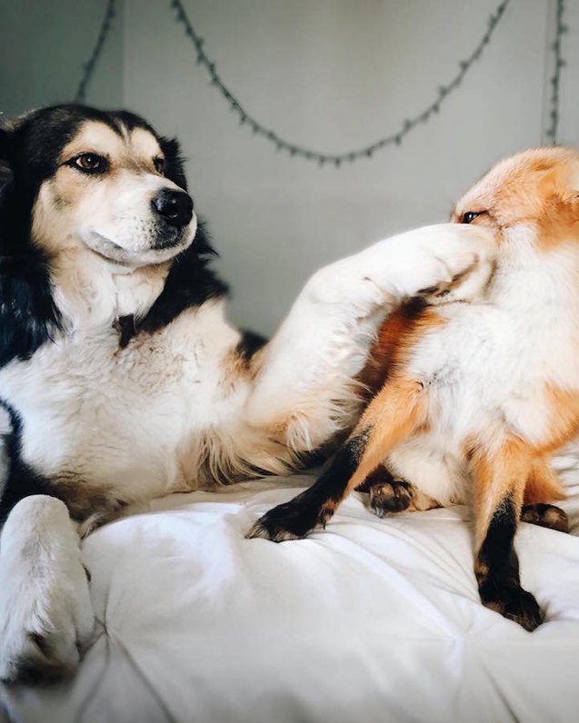 real life fox and hound are the cutest ever