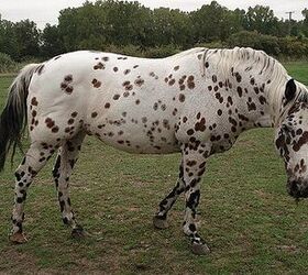 colorado ranger horse
