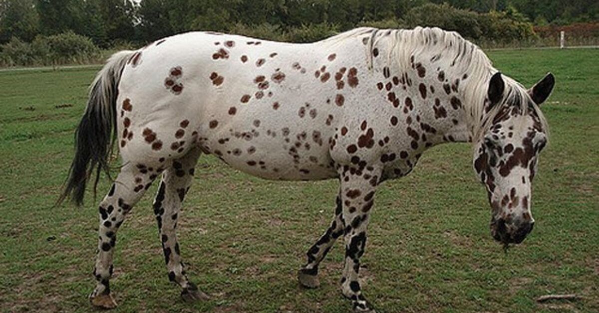 Colorado Ranger Horse Information and Pictures - PetGuide | PetGuide