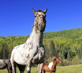 colorado ranger horse