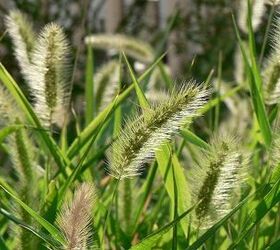 What Are the Dangers of Foxtails to Dogs?