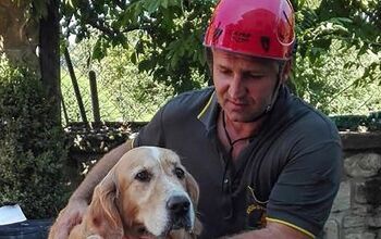 Rescue Of Dog From Earthquake Rubble Will Have You In Tears [Video]