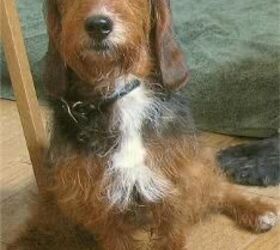 Wire haired basset store hound