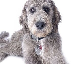 Weimardoodle Dog Breed Temperament, Training, Feeding and Grooming - PetGuide