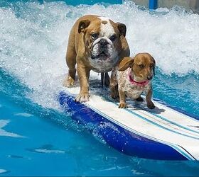 Lucy Pet Foundation Needs Canine Surfers For Parade Float