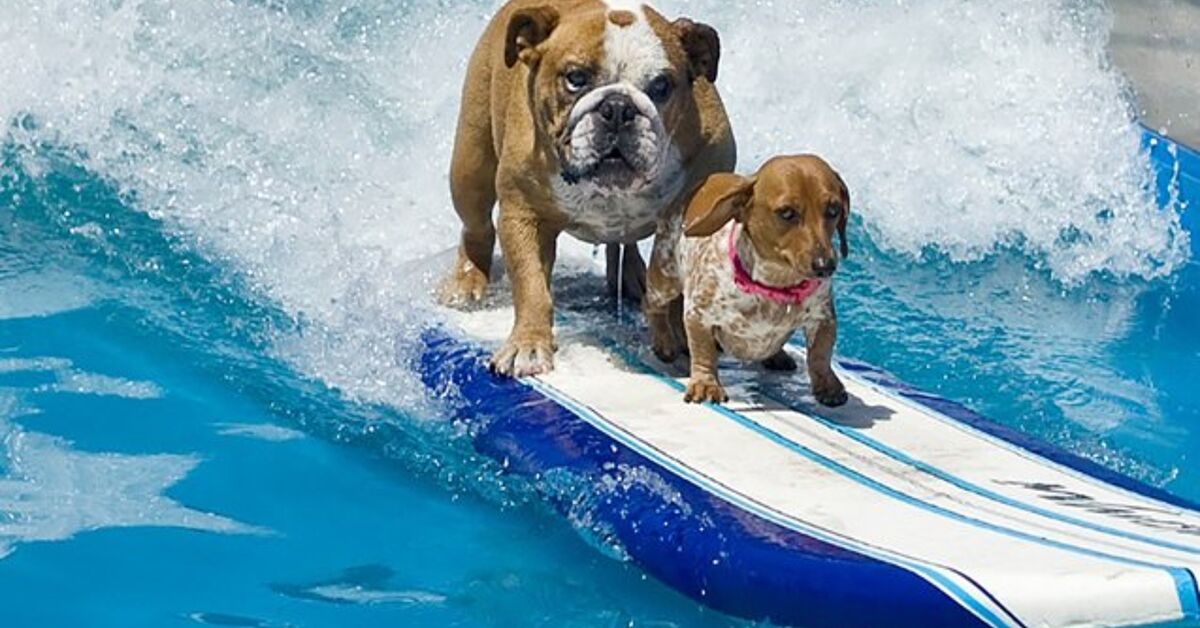 Lucy Pet Foundation Needs Canine Surfers For Parade Float | PetGuide