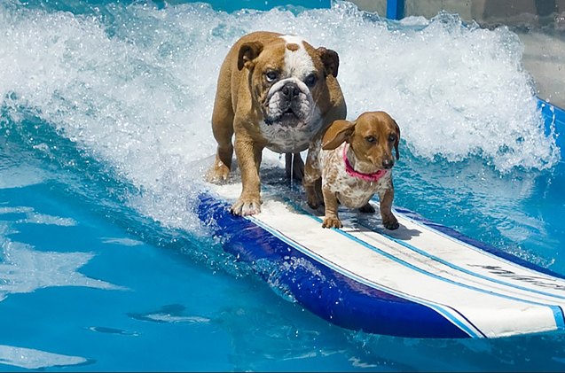 lucy pet foundation needs canine surfers for parade float