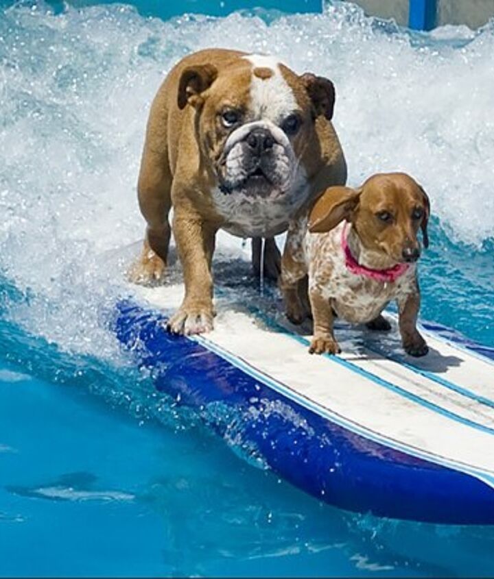 Lucy Pet Foundation Needs Canine Surfers For Parade Float  PetGuide