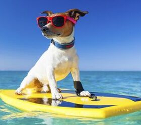 Lucy Pet Foundation Needs Canine Surfers For Parade Float  PetGuide