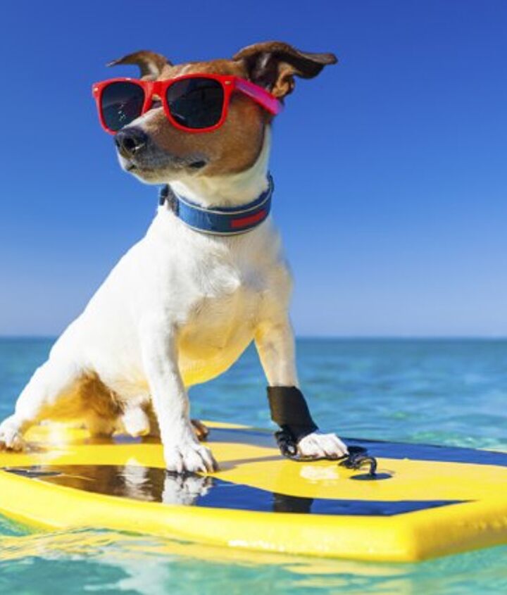 Lucy Pet Foundation Needs Canine Surfers For Parade Float  PetGuide