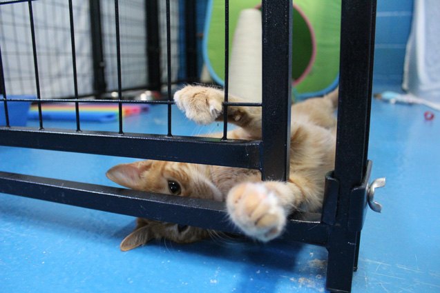 TV Series “Save Our Shelter” Heads to Canada for True North Shelte | PetGuide TV Series “Save Our Shelter” Heads to Canada for True North Shelte | PetGuide