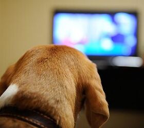 What Does Your Dog See When He Watches TV?